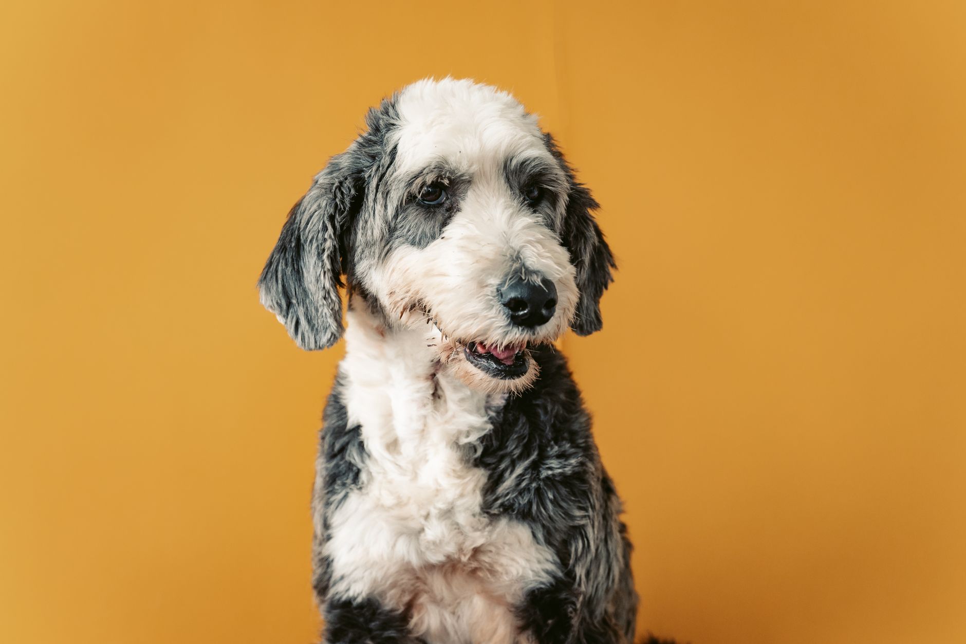 Sheepadoodle dog relaxed in a multi-pet household