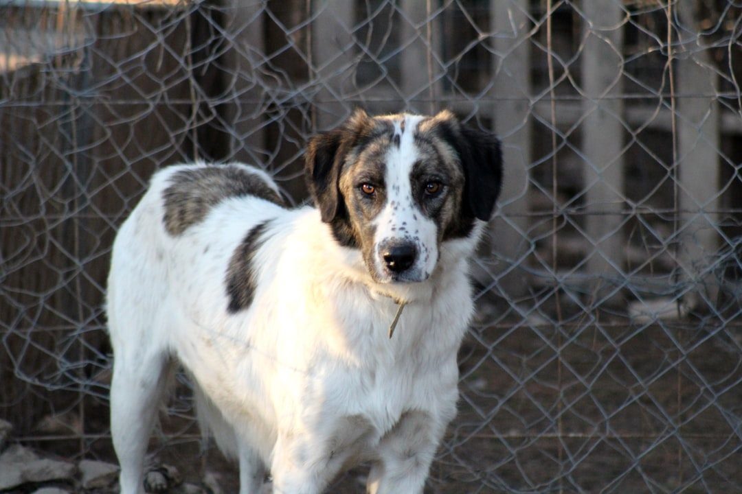 Shaggy doodle-mix dog looking out from a kennel run at a shelter