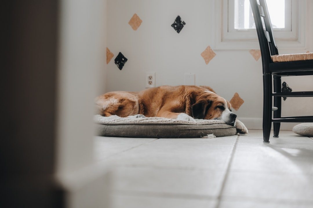 Adult shaggy dog resting calmly on a bed in its new home
