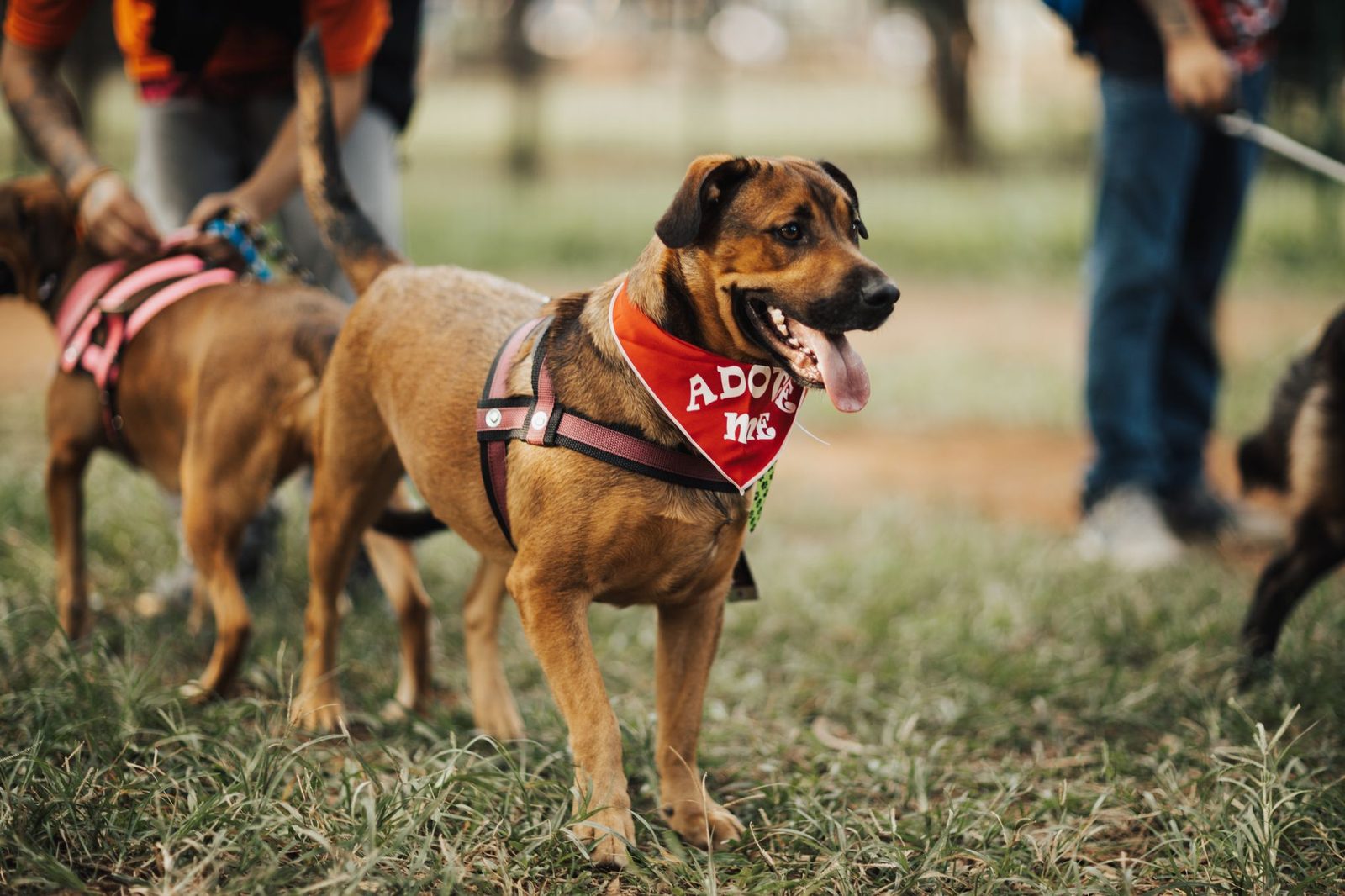 Rescue dog wearing an 'Adopt Me' bandana at an adoption event