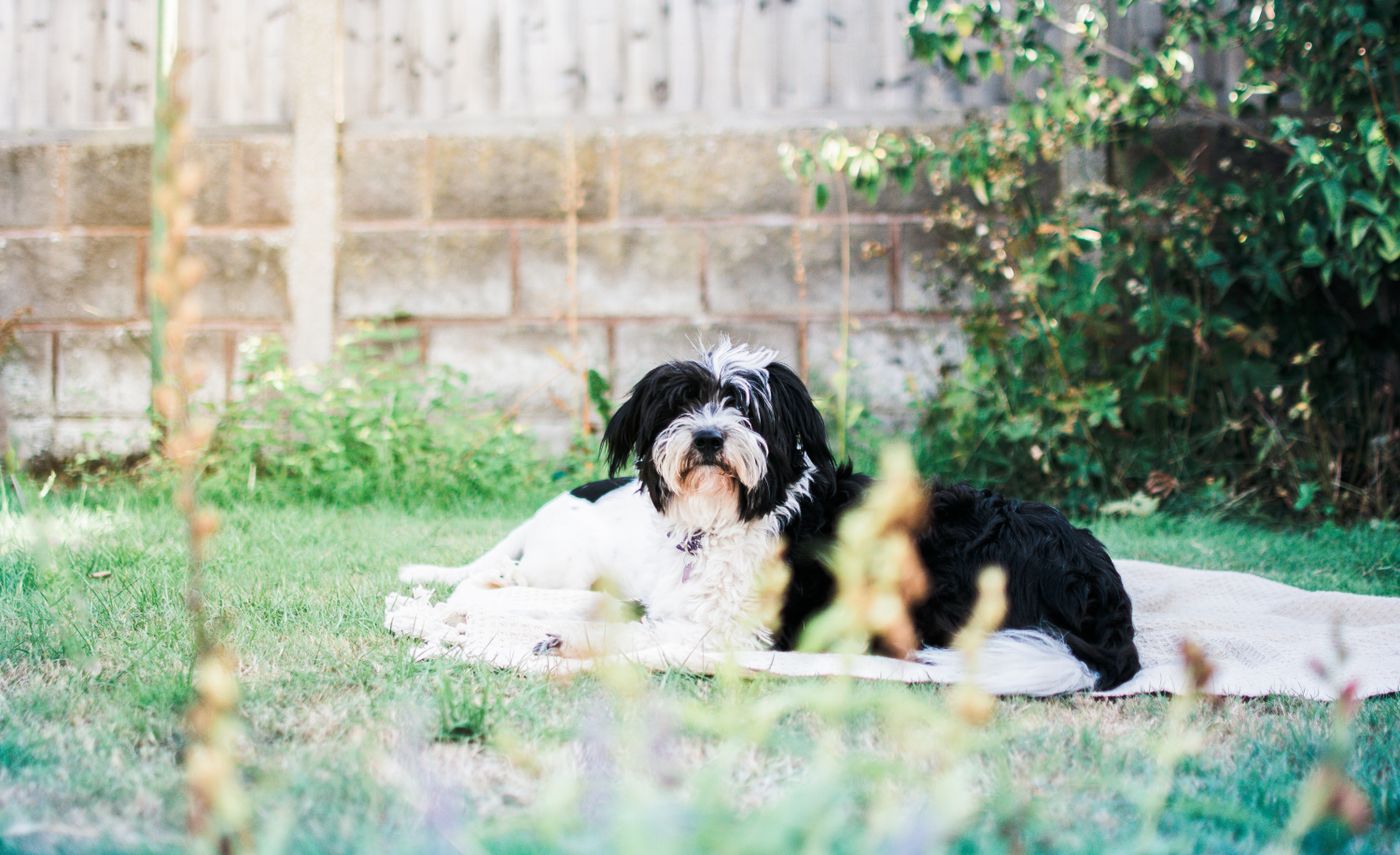 Sheepadoodle dog resting showing eye health