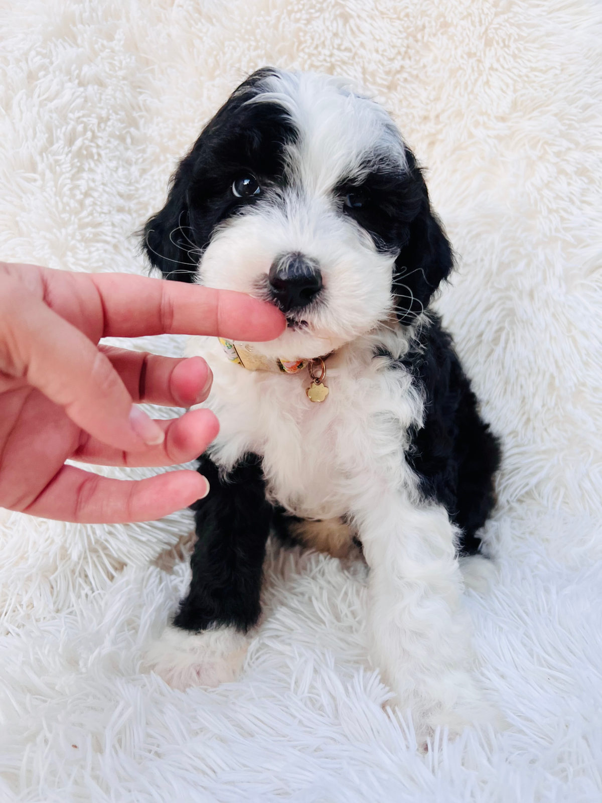 Sheepadoodle separation anxiety prevention and training guide - Sunshine Sheepadoodles Texas