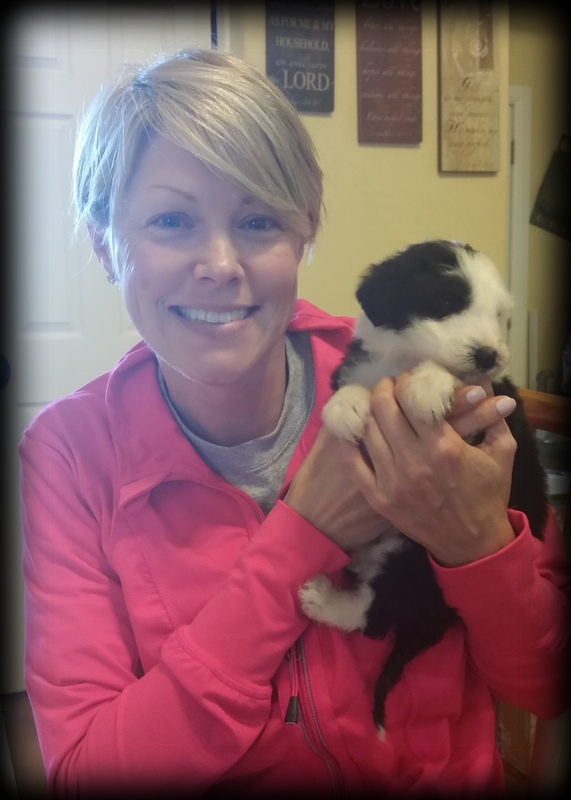 Sheepadoodle shedding and coat blow guide - Sunshine Sheepadoodles Texas