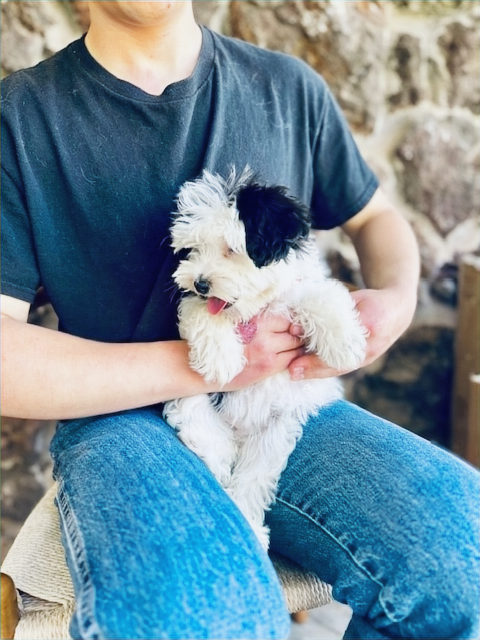 Sheepadoodle size guide comparing mini, micro, medium, and standard sizes - Sunshine Sheepadoodles Texas