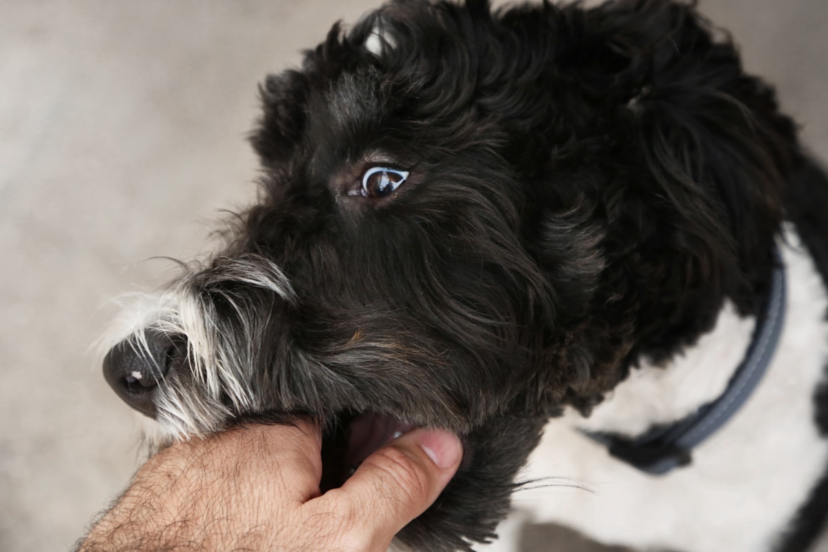 Sheepadoodle dog getting skin checked during petting