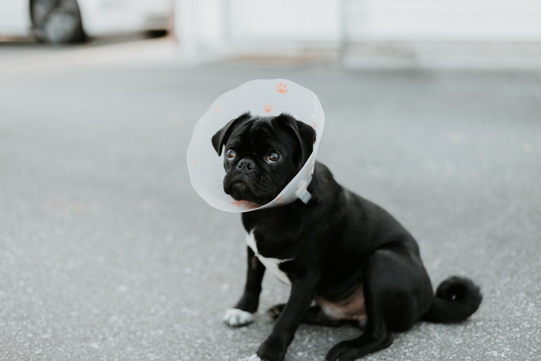 Dog wearing a protective recovery cone after surgery
