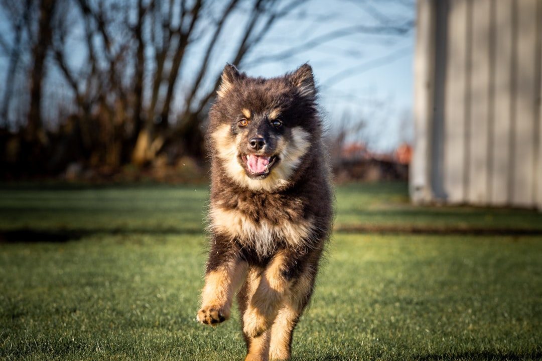 Large fluffy puppy playing outdoors before reaching adult size