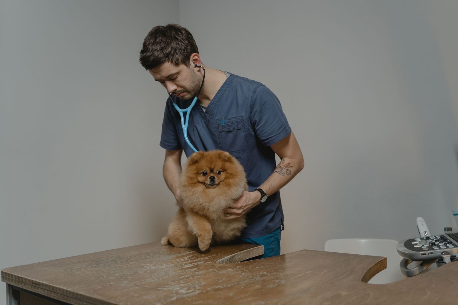 Veterinarian examining a dog on an exam table before surgery