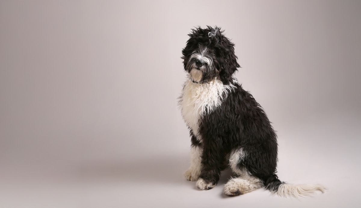 Sheepadoodle puppy packed and ready for travel checklist
