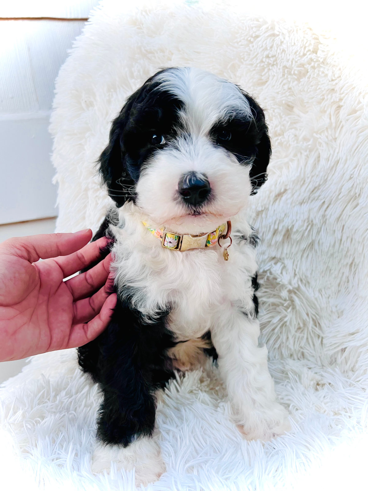 Sheepadoodle temperament guide - family dog personality traits - Sunshine Sheepadoodles Texas