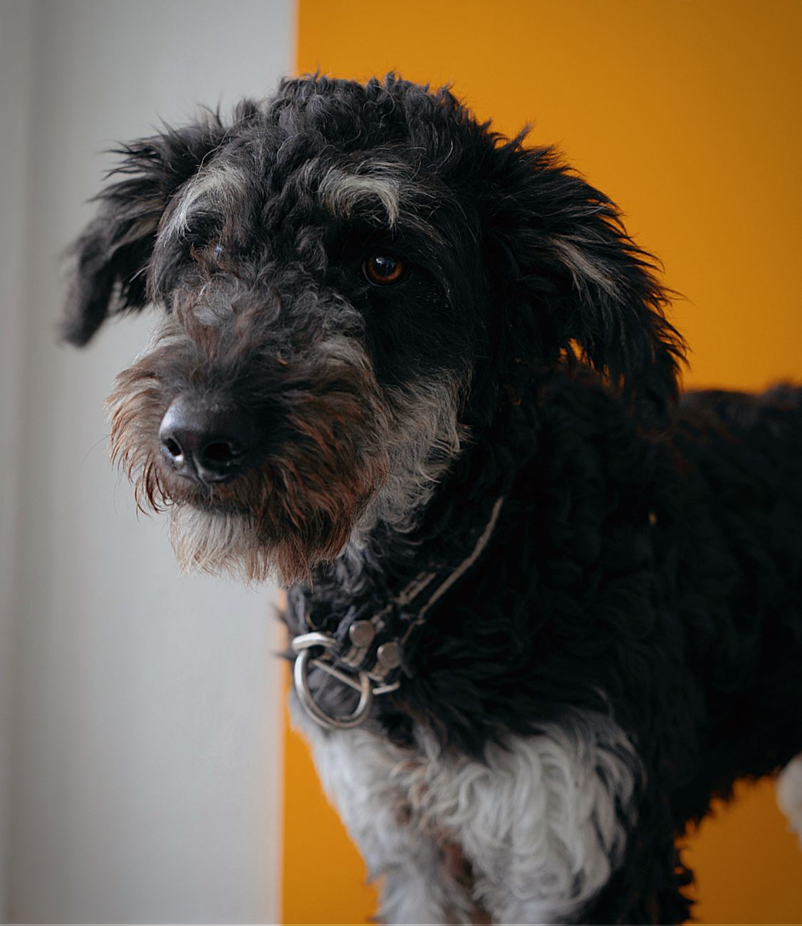 Best Toys & Enrichment for Sheepadoodles: A Category Guide