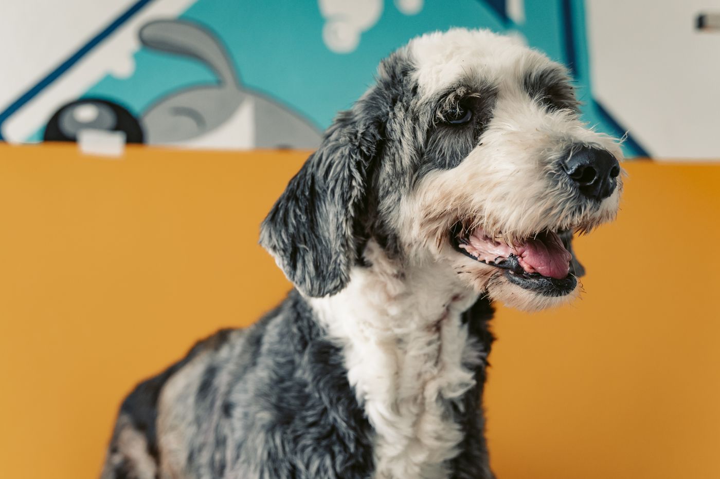 Sheepadoodle dog training quiet command