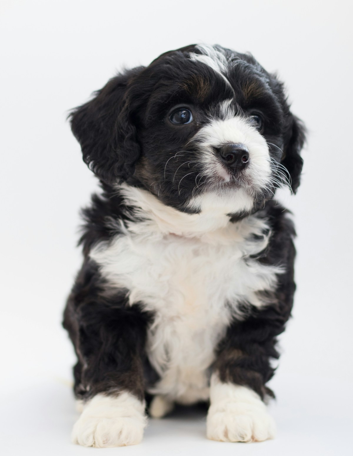 Traveling with a Sheepadoodle: Car Rides, Road Trips & Flying