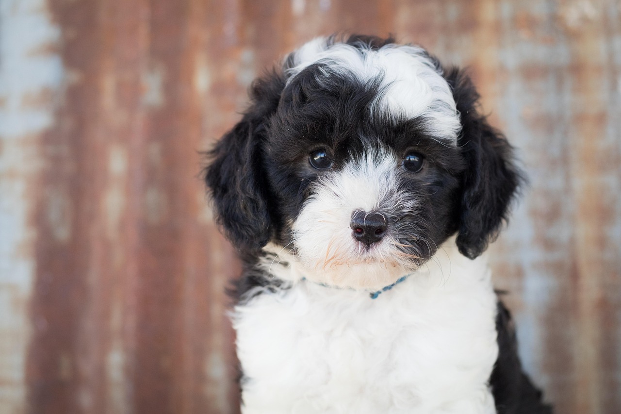Sheepadoodle puppy tuxedo coat pattern close-up
