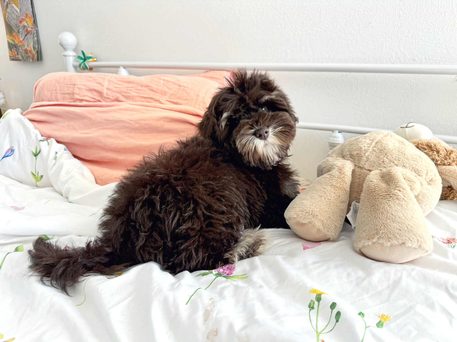 Sheepadoodle vs. Aussiedoodle: Which Doodle Is Right for You?