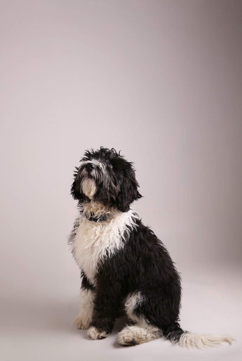 Sheepadoodle vs. Cavapoo: Which Doodle Is Right for You?