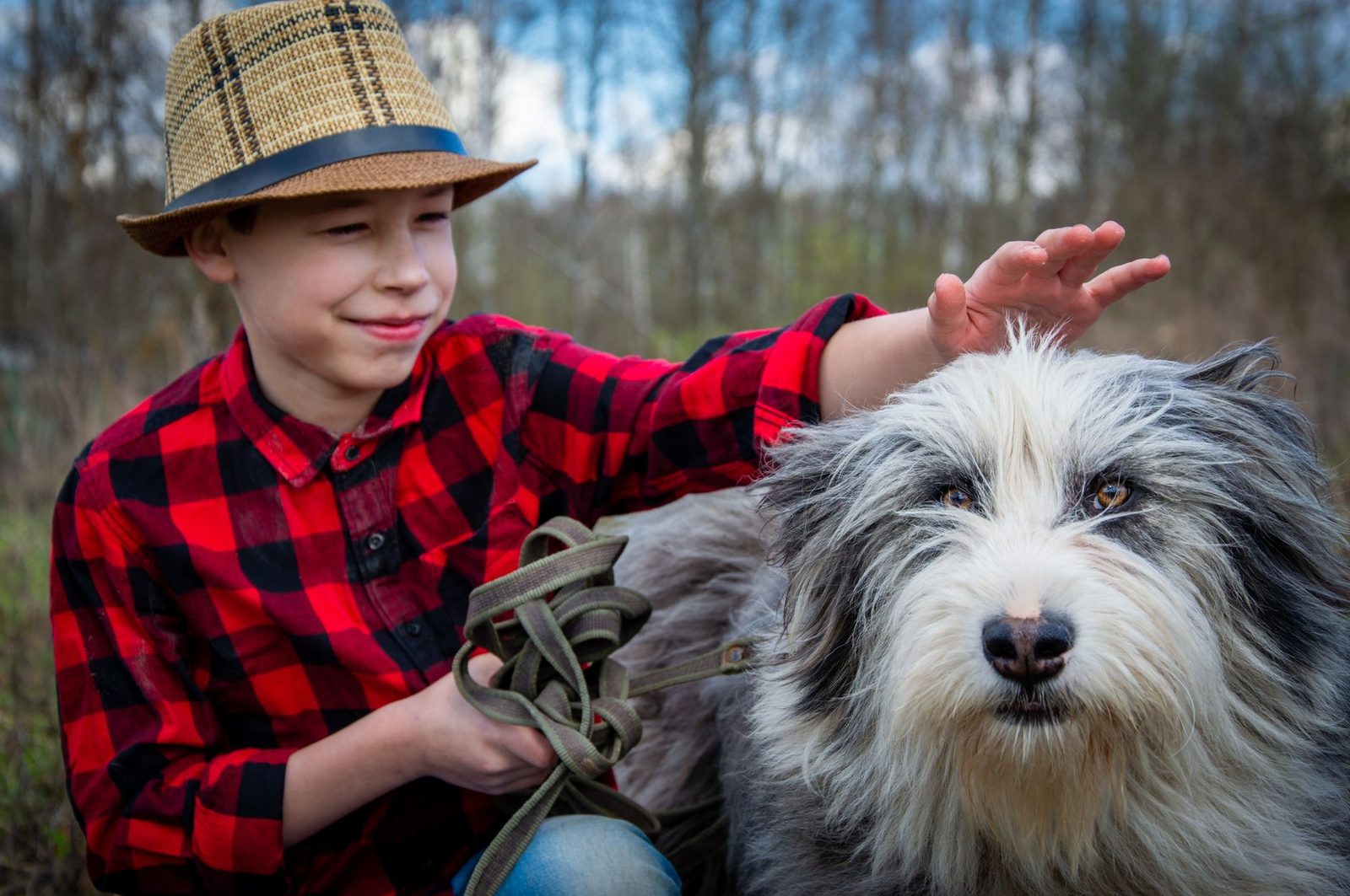 Old English Sheepdog with a thick shaggy grey and white double coat