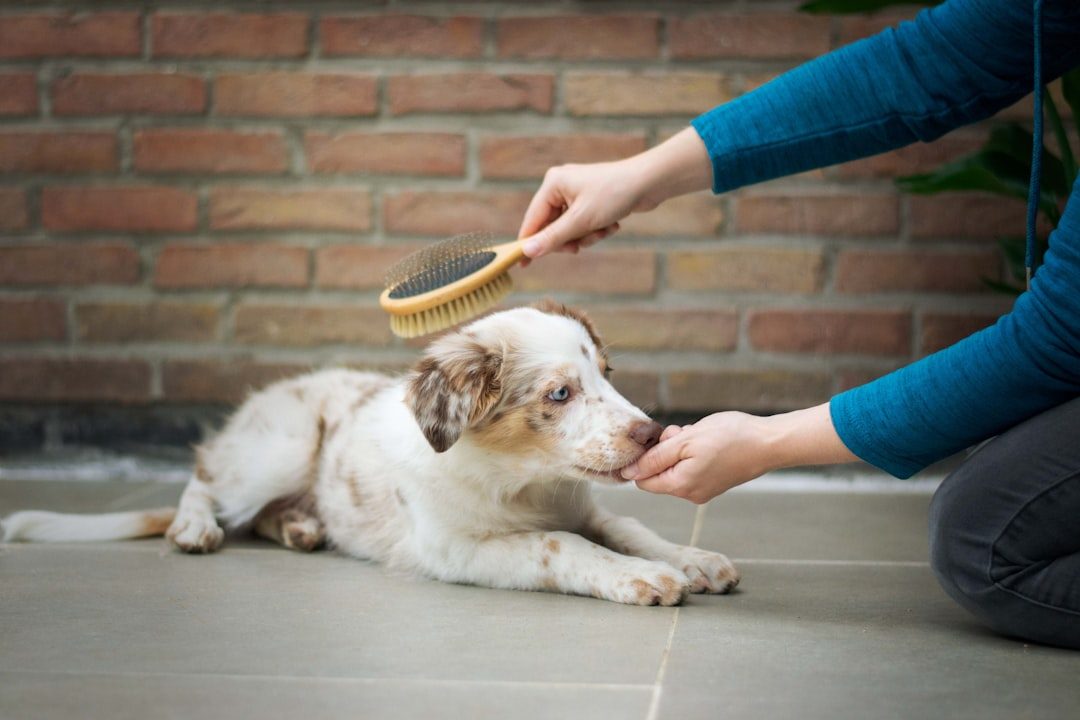 Person brushing a Sheepadoodle's wavy coat with a slicker brush