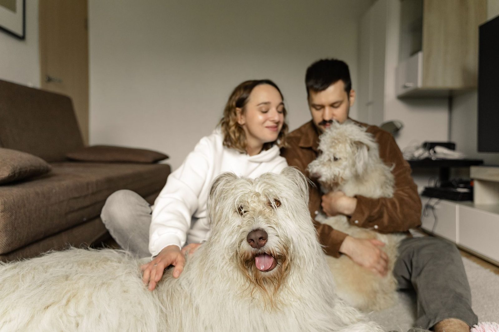 Old English Sheepdogs relaxing indoors with their owners