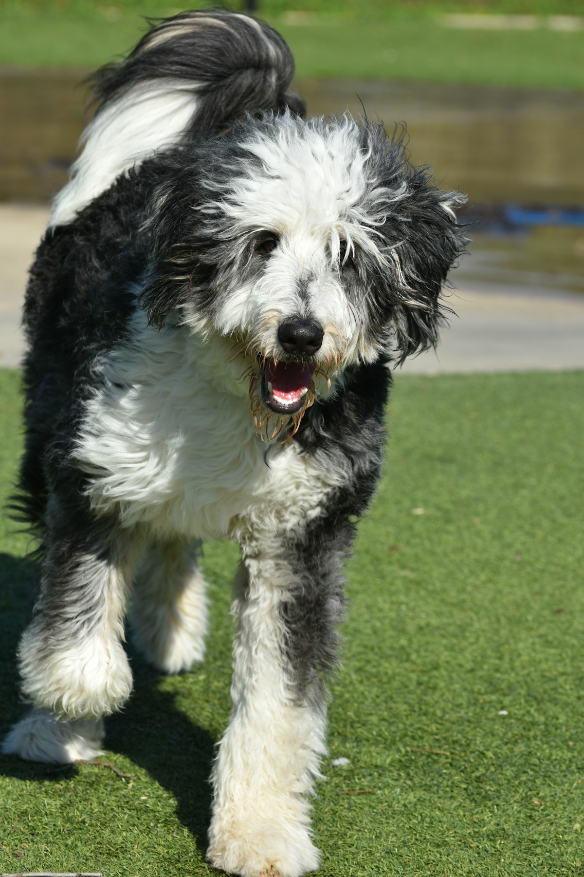 Sheepadoodle dog portrait ready for travel