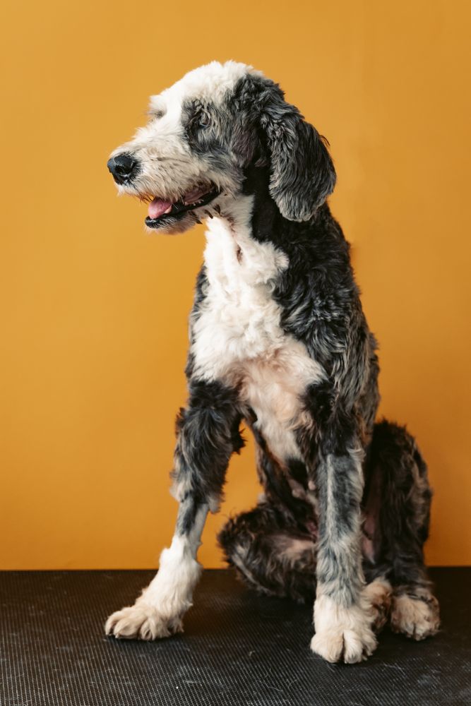 Watchful sheepadoodle dog portrait