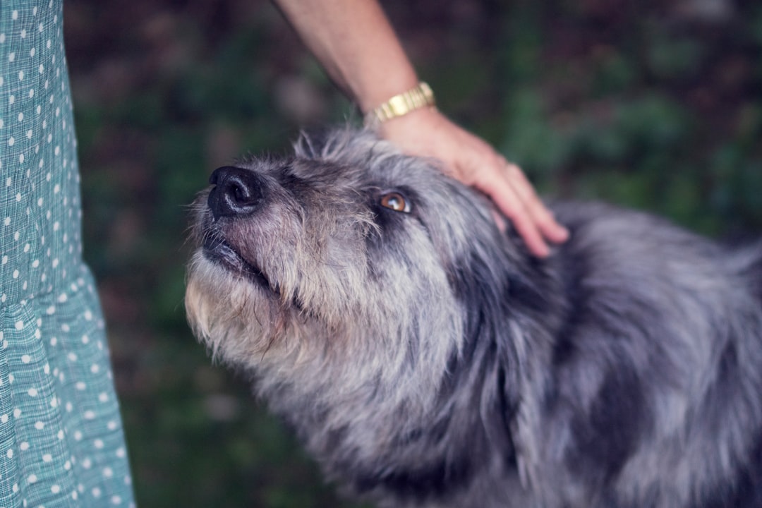 Close-up of hands running along the side of a curly-coated dog to check for ribs