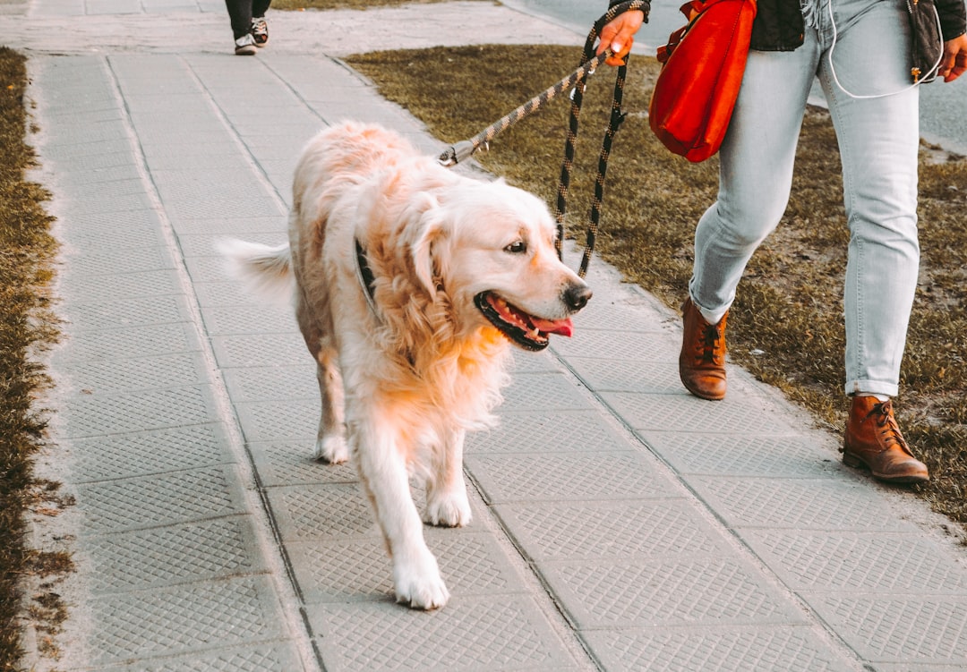 Dog walking briskly on a leash outdoors with its owner