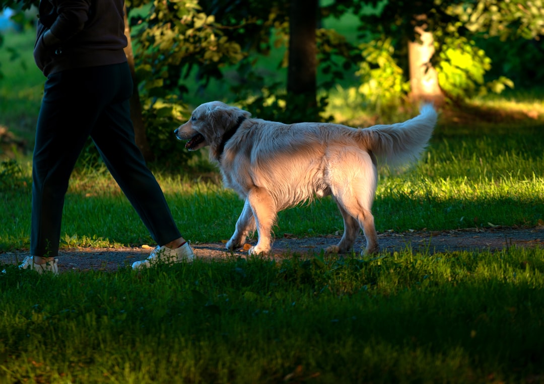 Dog standing outdoors being observed from the side by its owner
