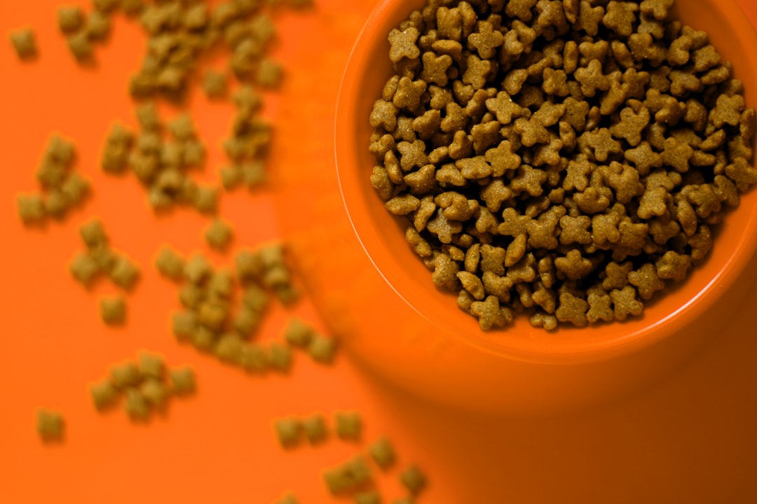 Bowl of dry dog food kibble