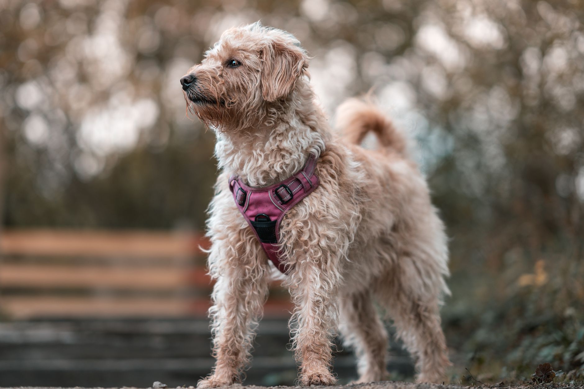 Sheepadoodle Weight Management & Body Condition: A Feel-First Guide