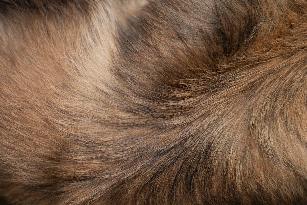 Close-up of a dog's thick double coat texture
