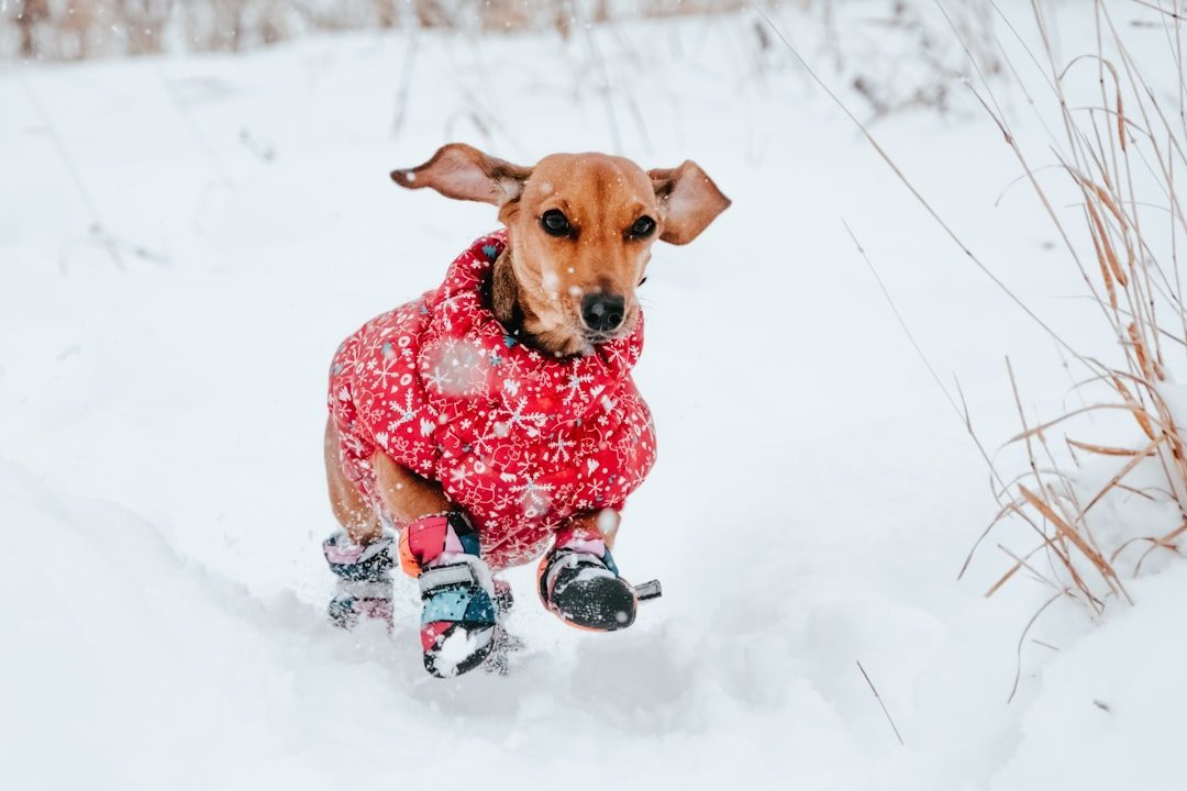 Dog wearing protective booties on a cold, icy walk