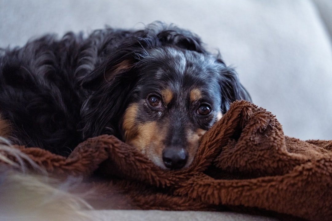 Well-groomed fluffy dog resting on a blanket indoors