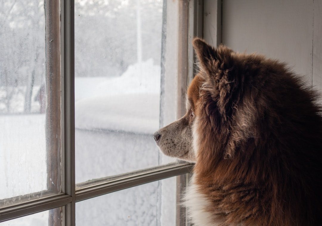 Dog looking out a window during a winter storm with snow outside