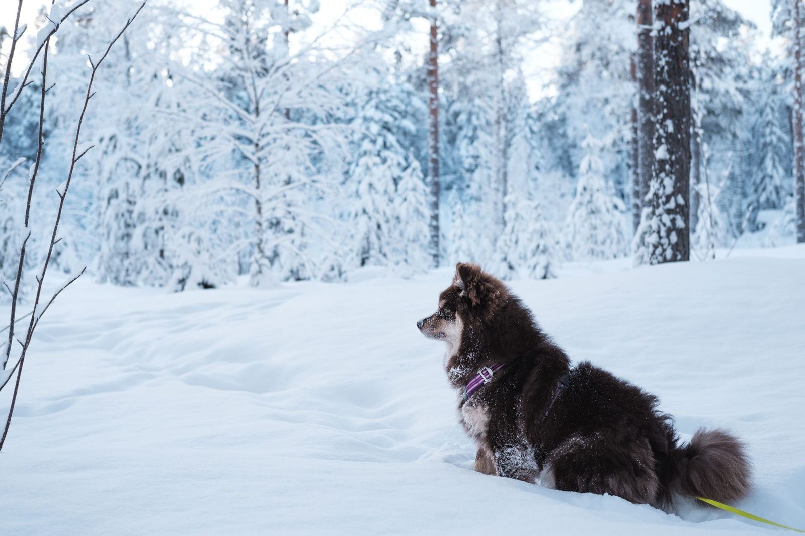 Sheepadoodle Winter & Cold Weather Care Guide