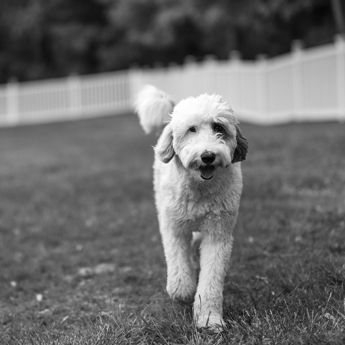 Sheepadoodle Nail & Paw Care: Trimming, Protection & Texas Heat Tips