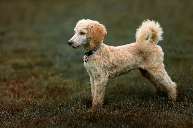 Standard Poodle dog with curly cream coat requiring regular grooming
