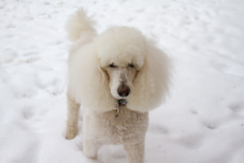 Standard Poodle white non-shedding curly coat texture